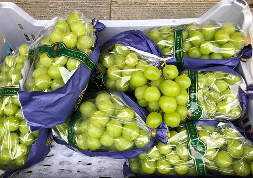 大連早市物價觀察 水果便宜桃子價低，海產品遇冷賣家稱鮮活無事